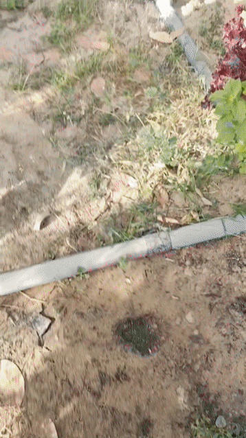 Rau xà lách VA Farm Thủy canh. Mua bán Đồ ăn, thực phẩm và các loại khác tại Thành phố Cà Mau Cà Mau được đăng bởi Lê Vĩnh Phúc hình 1