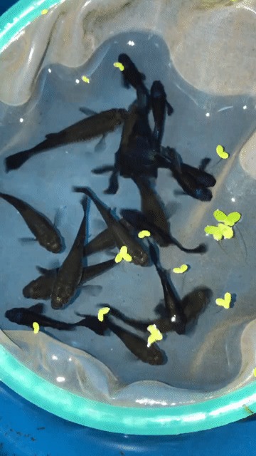 Guppy Blue Tarzan. Mua bán Thú cưng khác tại Huyện Xuyên Mộc Bà Rịa - Vũng Tàu được đăng bởi Ichi Ban Fish Farm hình 1