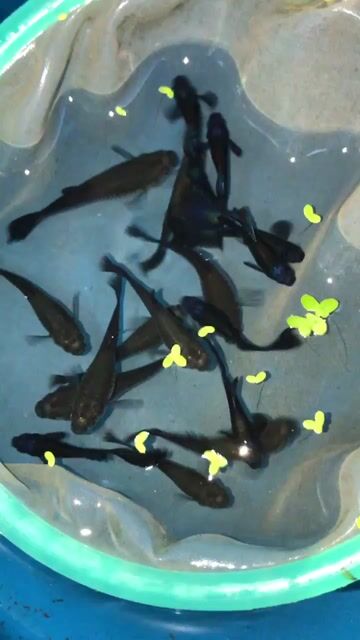 Guppy Blue Tarzan. Mua bán Thú cưng khác tại Huyện Xuyên Mộc Bà Rịa - Vũng Tàu được đăng bởi Ichi Ban Fish Farm hình 1
