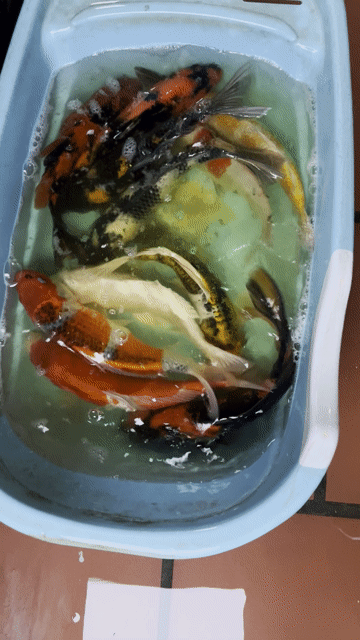 koi f1 sz 35cm. Mua bán Thú cưng khác tại Quận Hà Đông Hà Nội được đăng bởi Trại cá koi F1 hà nội hình 1