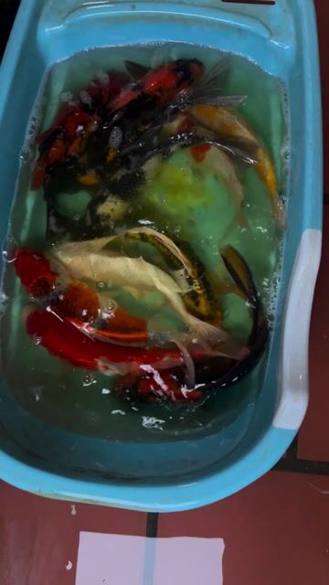 koi f1 sz 35cm. Mua bán Thú cưng khác tại Quận Hà Đông Hà Nội được đăng bởi Trại cá koi F1 hà nội hình 1