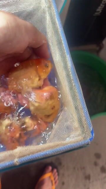 rc cb 8 bé 1200 hàng grom. Mua bán Thú cưng khác tại Huyện Cờ Đỏ Cần Thơ được đăng bởi MeCaVang VN hình 1