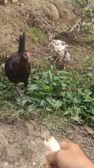 Gà Peru Thái đực 0.5 kg/con. Mua bán Gà tại Huyện Vĩnh Thạnh Cần Thơ được đăng bởi vu hình 1