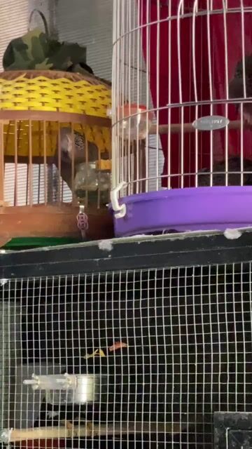 Chim Mái thái malai Cái Gáy gù tốt. Mua bán Chim tại Quận 12 Tp Hồ Chí Minh được đăng bởi phan trí minh hình 1