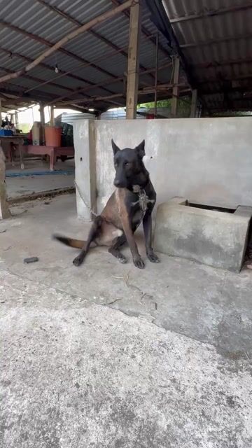 Chó Malinois Begie bỉ nâu đen hơn 1 tuổi. Mua bán Chó tại Huyện Cầu Ngang Trà Vinh được đăng bởi Trung hình 1