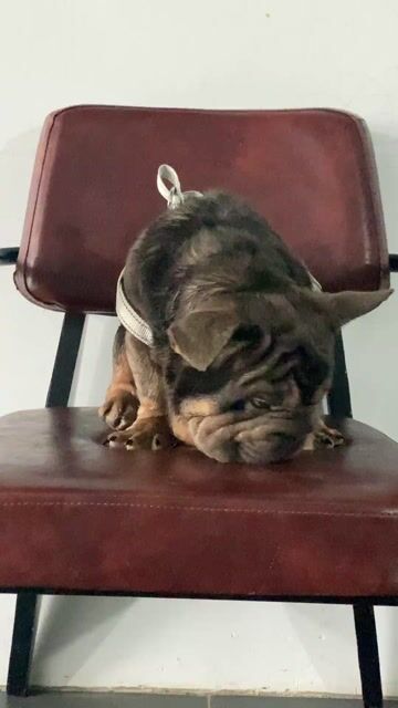 Chó Bull Pháp đực 10 tháng. Mua bán Chó tại Thị xã Bình Minh Vĩnh Long được đăng bởi Hưng Thịnh hình 1