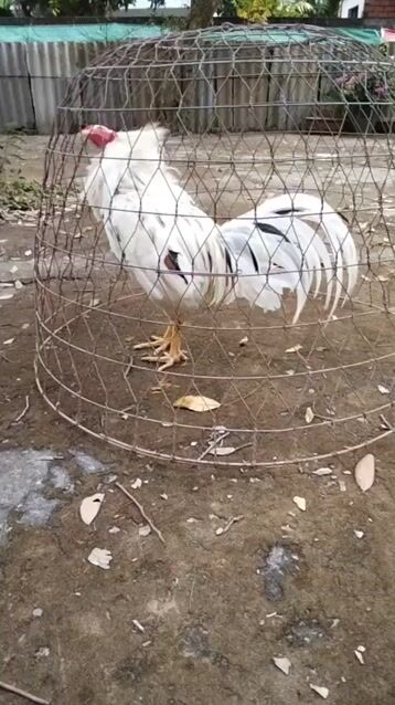 Gà Trắng. Mua bán Gà tại Huyện Thạnh Phú Bến Tre được đăng bởi PhucAn Nguyen Vo hình 1