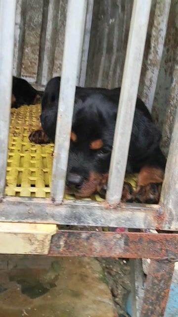 Rottweiler secbia thuần chủng. Mua bán Chó tại Thị xã Bến Cát Bình Dương được đăng bởi Malinois bình dương  hình 1