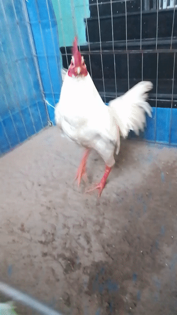 úa lá. Mua bán Gà tại Huyện Châu Phú An Giang được đăng bởi Trương hình 1