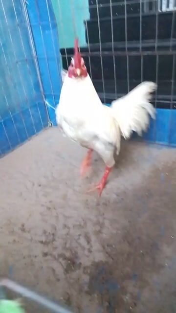 úa lá. Mua bán Gà tại Huyện Châu Phú An Giang được đăng bởi Trương hình 1