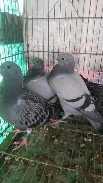 Chim Bồ câu Thái Xám Con 2 cặp. Mua bán Chim tại Quận 6 Tp Hồ Chí Minh được đăng bởi Quân hình 1