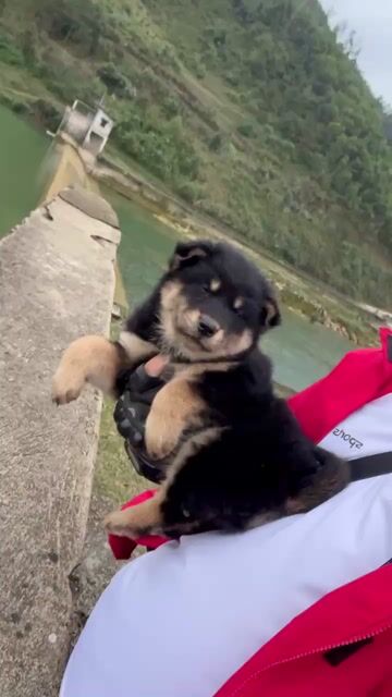 Chó Gấu Bắc Hà Đen Tứ Mục Tai Dựng + Lưỡi Đốm. Mua bán Chó tại Quận Gò Vấp Tp Hồ Chí Minh được đăng bởi Shop SH Và Chó Cộc Sài Gòn hình 1