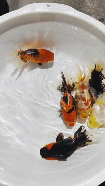 Cá Oranda Tricolor Đa sắc 4n. Mua bán Thú cưng khác tại Quận 4 Tp Hồ Chí Minh được đăng bởi Phúc hình 1