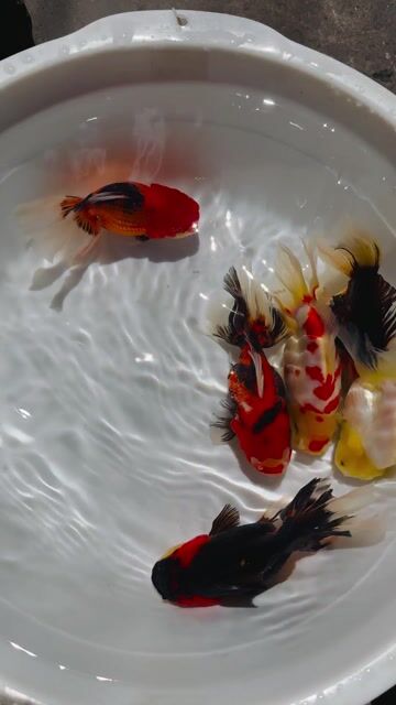 Cá Oranda Tricolor Đa sắc 4n. Mua bán Thú cưng khác tại Quận 4 Tp Hồ Chí Minh được đăng bởi Phúc hình 1