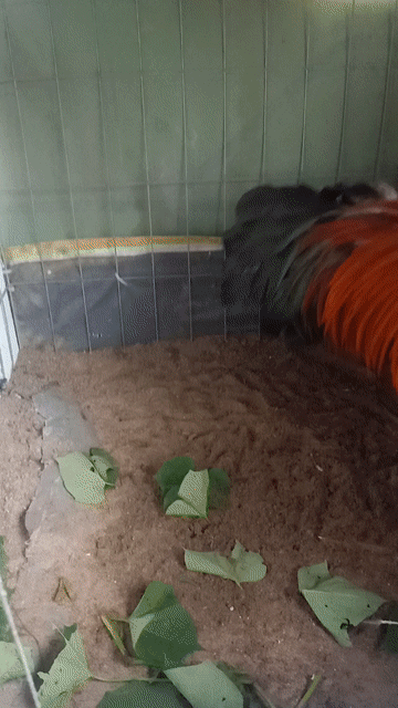 Gà chọi 3.5kg Đỏ cam đen. Mua bán Gà tại Huyện Hóc Môn Tp Hồ Chí Minh được đăng bởi nguyễn quốc hội hình 1