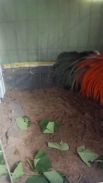 Gà chọi 3.5kg Đỏ cam đen. Mua bán Gà tại Huyện Hóc Môn Tp Hồ Chí Minh được đăng bởi nguyễn quốc hội hình 1