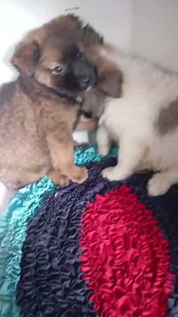 Chó con nhiều màu đáng yêu. Mua bán Chó tại Huyện Nhà Bè Tp Hồ Chí Minh được đăng bởi Đoàn Thị Ánh hình 1