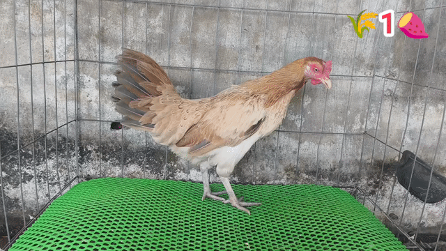  Mỹ 2k1 . Mua bán Gà tại Quận Ô Môn Cần Thơ được đăng bởi Gà  giá mềm  hình 1