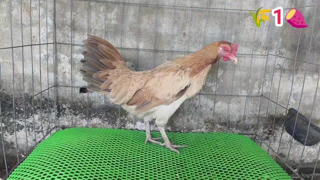  Mỹ 2k1 . Mua bán Gà tại Quận Ô Môn Cần Thơ được đăng bởi Gà  giá mềm  hình 1