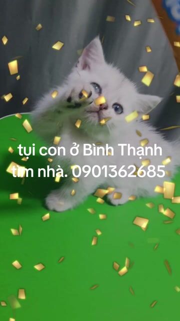Mèo Anh lông ngắn Golden Cái. Mua bán Mèo tại Quận Gò Vấp Tp Hồ Chí Minh được đăng bởi TRANG TRAN hình 1