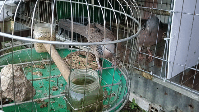 Chim malai trống  đã gáy gù . Mua bán Chim tại Thành phố Sa Đéc Đồng Tháp được đăng bởi Đạt hình 1