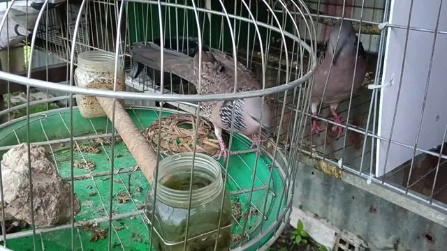 Chim malai trống  đã gáy gù . Mua bán Chim tại Thành phố Sa Đéc Đồng Tháp được đăng bởi Đạt hình 1
