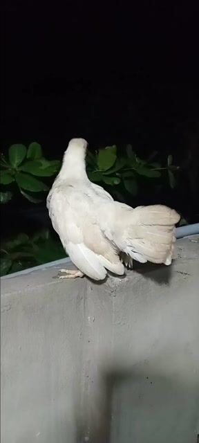 Gà Mái tre Bắc gần 5 tháng. Mua bán Gà tại Huyện Cầu Ngang Trà Vinh được đăng bởi Nữ hình 1