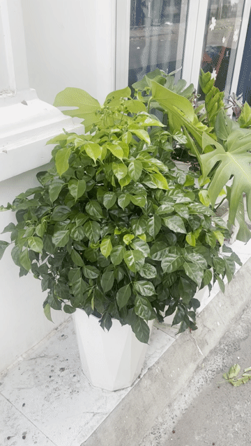 Cây Hạnh Phúc 1m Xanh lá. Mua bán Cây cảnh, đồ trang trí tại Quận Tân Phú Tp Hồ Chí Minh được đăng bởi Nguyen hình 1