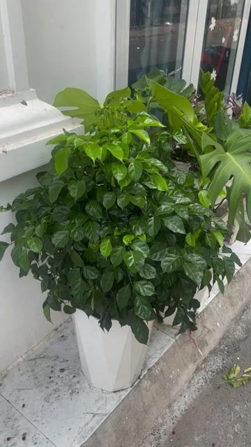 Cây Hạnh Phúc 1m Xanh lá. Mua bán Cây cảnh, đồ trang trí tại Quận Tân Phú Tp Hồ Chí Minh được đăng bởi Nguyen hình 1