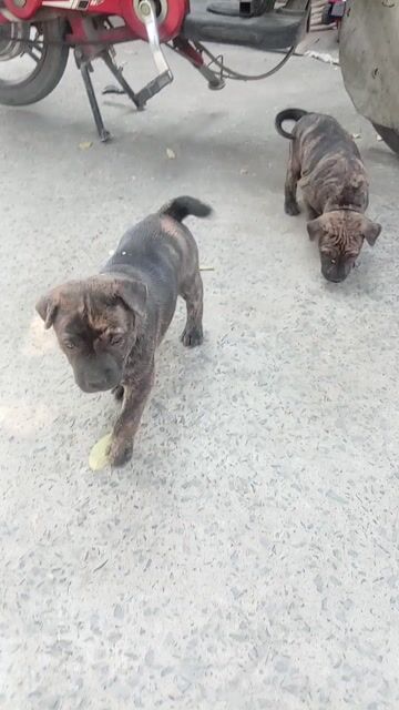 Lai Phú Quốc màu vện và đen.. Mua bán Chó tại Quận Bình Thạnh Tp Hồ Chí Minh được đăng bởi Thanh Trâm hình 1