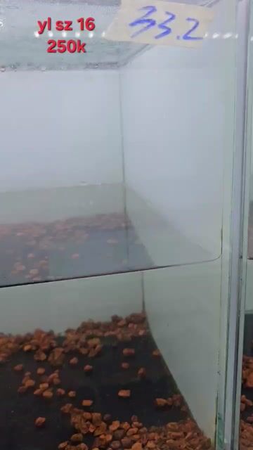 cá lóc. Mua bán Thú cưng khác tại Quận Tân Phú Tp Hồ Chí Minh được đăng bởi NhíFish hình 1