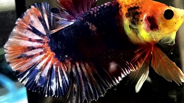 koi Đa sắc dạ quang. Mua bán Thú cưng khác tại Quận Bình Thạnh Tp Hồ Chí Minh được đăng bởi Hiếu hình 1