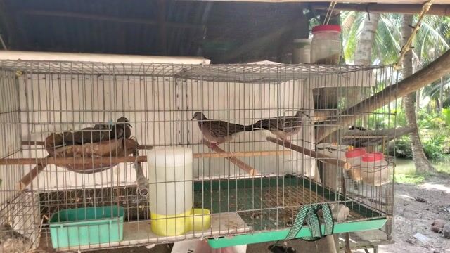 Chim Cu gáy Malai non . Mua bán Chim tại Huyện Vũng Liêm Vĩnh Long được đăng bởi Phú Gia  hình 1