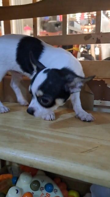 Chihuahua bò sữa. Mua bán Chó tại Thành phố Thuận An Bình Dương được đăng bởi Mỹ Linh hình 1