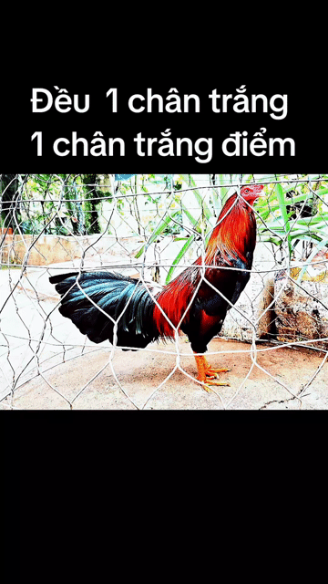 Đều víp tay tốt lông mới 2.95kg Chân trắng. Mua bán Gà tại Quận Ninh Kiều Cần Thơ được đăng bởi Anh Ba Bến Tre hình 1