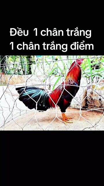 Đều víp tay tốt lông mới 2.95kg Chân trắng. Mua bán Gà tại Quận Ninh Kiều Cần Thơ được đăng bởi Anh Ba Bến Tre hình 1
