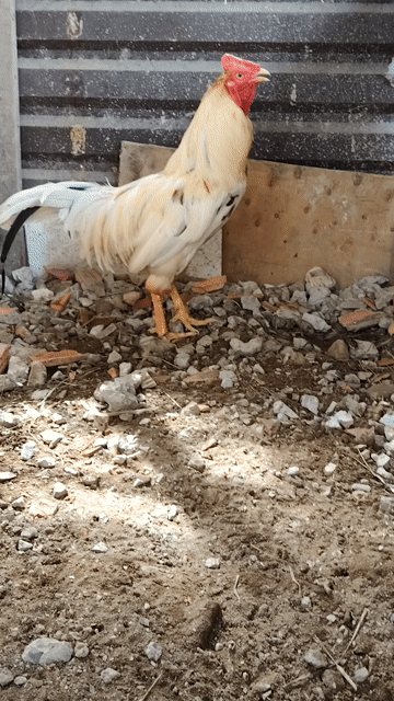 Gà ta trống Trưởng thành màu Trắng. Mua bán Gà tại Quận Cái Răng Cần Thơ được đăng bởi Nguyễn Thanh Nhã hình 1
