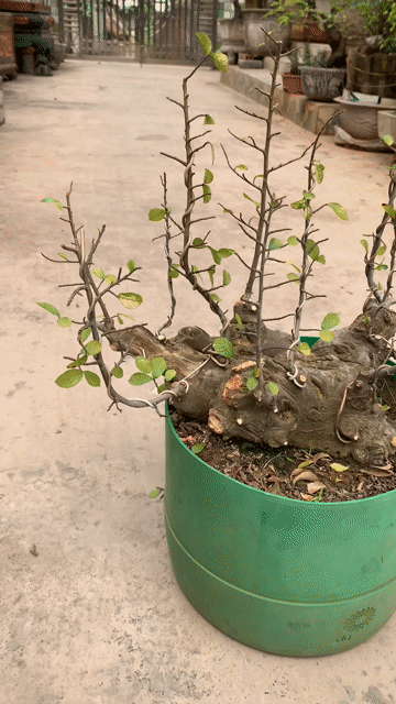 Cây duối Tiên Lãng, Hải Phòng. Mua bán Cây cảnh, đồ trang trí tại Huyện Tiên Lãng Hải Phòng được đăng bởi Lê Đức toản  hình 1