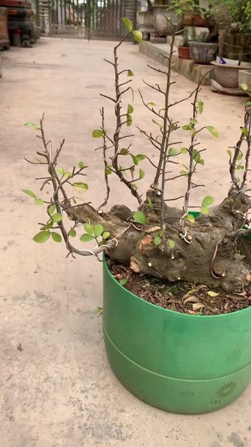 Cây duối Tiên Lãng, Hải Phòng. Mua bán Cây cảnh, đồ trang trí tại Huyện Tiên Lãng Hải Phòng được đăng bởi Lê Đức toản  hình 1