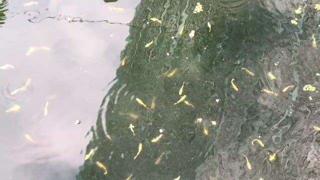 Cá 7 màu Guppy Fullgold. Mua bán Thú cưng khác tại Huyện Xuyên Mộc Bà Rịa - Vũng Tàu được đăng bởi Ichi Ban Fish Farm hình 1