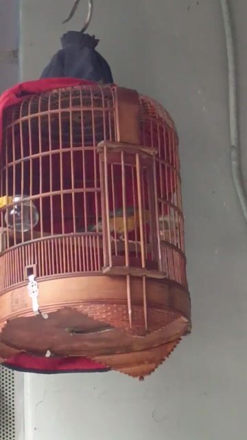 Chim Hoét lửa Vàng không tật lỗi. Mua bán Chim tại Quận 4 Tp Hồ Chí Minh được đăng bởi Acc Fake hình 1