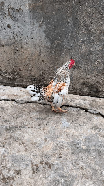 Gà kiểng khỏe mạnh dáng đẹp. Mua bán Gà tại Huyện Nhà Bè Tp Hồ Chí Minh được đăng bởi LÊ VĂN GIÀU hình 1