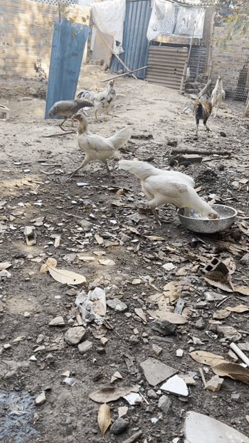 Gà Mái Thái Mỹ. Mua bán Gà tại Huyện Bắc Tân Uyên Bình Dương được đăng bởi Tran van cu ty hình 1