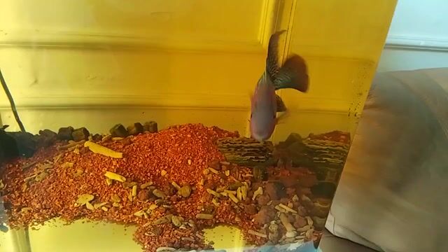 Cá Lahan Fo nhập Thái. Mua bán Thú cưng khác tại Huyện Hóc Môn Tp Hồ Chí Minh được đăng bởi Phạm Thanh Hùng hình 1