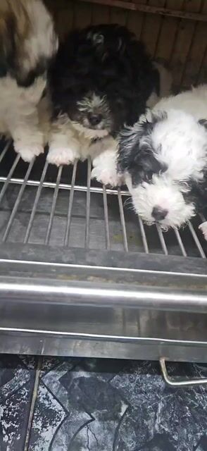 Bầy poodle bò xám đực cái đủ