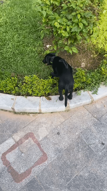 Chó Phú Quốc lai. Mua bán Chó tại Quận Hai Bà Trưng Hà Nội được đăng bởi Duơng Việt Chính hình 1