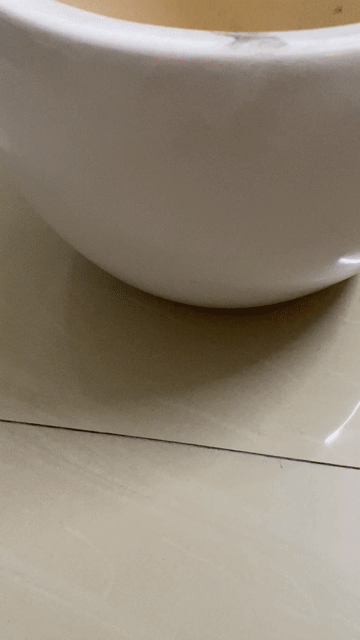 Chậu cây gốm sứ trắng. Mua bán Cây cảnh, đồ trang trí tại Quận Phú Nhuận Tp Hồ Chí Minh được đăng bởi Chị Khôi hình 1