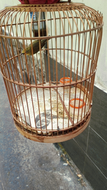 Chim cảnh Xanh lá Không xác định. Mua bán Chim tại Quận 6 Tp Hồ Chí Minh được đăng bởi chuyên 7 màu hình 1