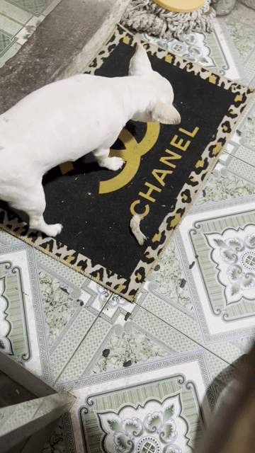 Chó Chihuahua Trắng Nhỏ Tốt Nuôi Nhà. Mua bán Chó tại Quận Hoàng Mai Hà Nội được đăng bởi Trang hình 1