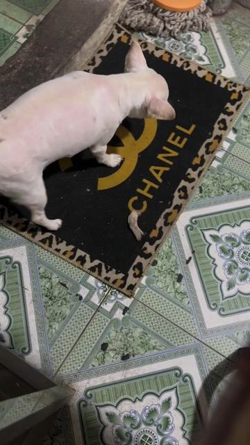Chó Chihuahua Trắng Nhỏ Tốt Nuôi Nhà. Mua bán Chó tại Quận Hoàng Mai Hà Nội được đăng bởi Trang hình 1